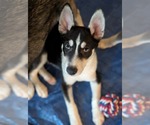 Small #16 Siberian Husky Mix