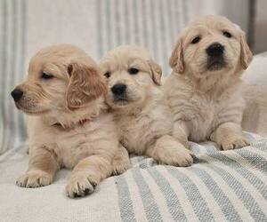 Golden Retriever Puppy for sale in SACRAMENTO, CA, USA