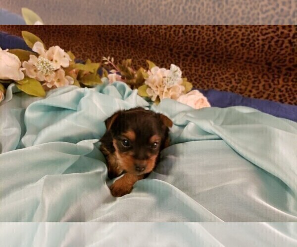 Medium Photo #6 Yorkshire Terrier Puppy For Sale in ARLINGTON, TX, USA