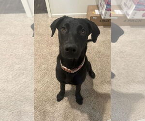 Kendall - Female Labrador Retriever-Unknown Mix Dog for Adoption - Photo #5