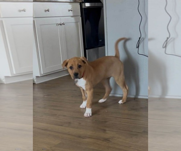 Medium Photo #19 Mutt Puppy For Sale in Holly Springs, NC, USA