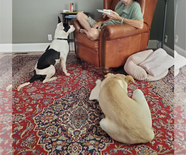 Medium Photo #2 American Bulldog-Unknown Mix Puppy For Sale in Maryville, TN, USA