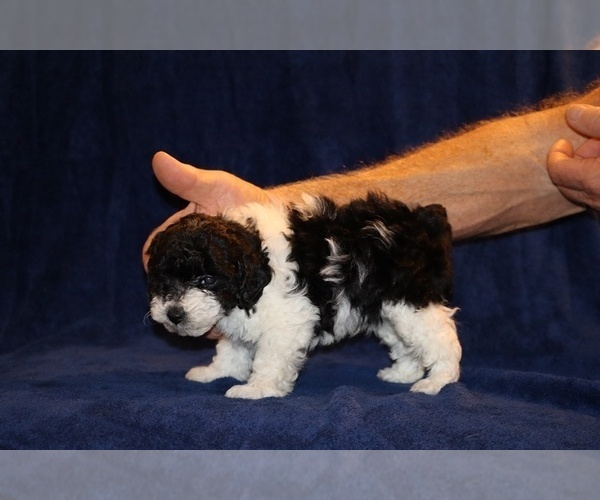 Medium Photo #2 Poodle (Toy) Puppy For Sale in DYERSBURG, TN, USA