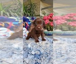 Small Photo #6 Labrador Retriever Puppy For Sale in FRESNO, CA, USA