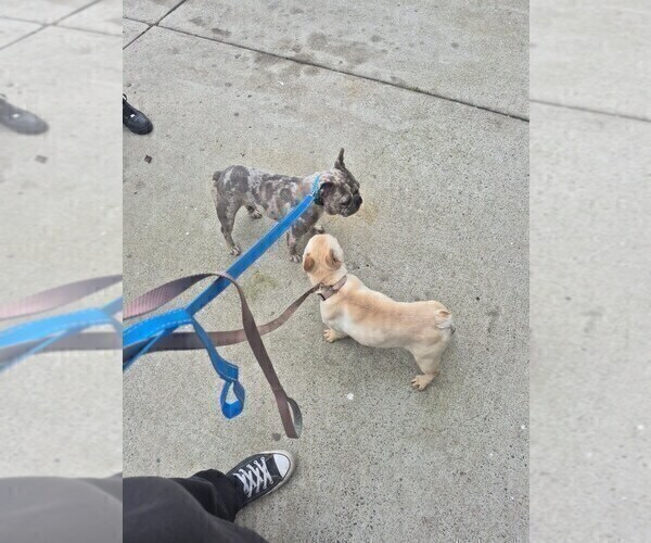 Medium Photo #1 French Bulldog Puppy For Sale in RIVERSIDE, CA, USA