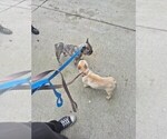 Small Photo #1 French Bulldog Puppy For Sale in RIVERSIDE, CA, USA