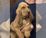 Red LM 1 - Male Bloodhound Puppy for Sale - Photo #4