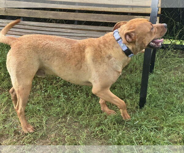 Medium Photo #3 American Pit Bull Terrier-Labrador Retriever Mix Puppy For Sale in Millersville, MD, USA