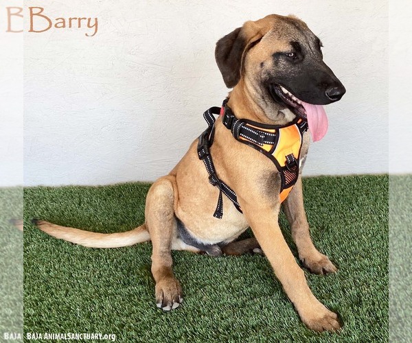 Medium Photo #1 Black Mouth Cur-Unknown Mix Puppy For Sale in San Diego, CA, USA