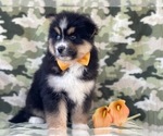 Small Photo #10 Pomeranian-Pomsky Mix Puppy For Sale in LAKELAND, FL, USA