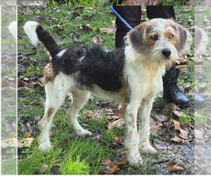 Mutt Dogs for adoption in Aurora, IN, USA