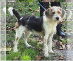 DJ - Male Mutt Dog for Adoption - Small photo