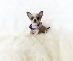 Small #4 Chihuahua