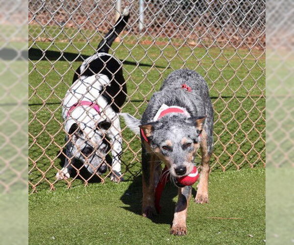 Medium Photo #2 Mutt Puppy For Sale in Rockaway, NJ, USA