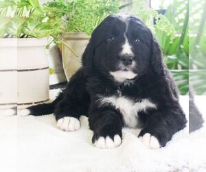 Bernedoodle Puppy for sale in EAST EARL, PA, USA