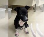 Small #1 Mutt