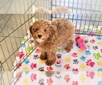 Small #5 Cock-A-Poo-Poodle (Miniature) Mix