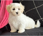 Small #6 Maltese