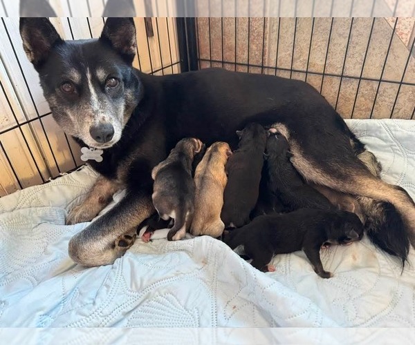 Medium Photo #2 Siberian Husky-Unknown Mix Puppy For Sale in Holly Springs, NC, USA