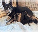 Small #1 Siberian Husky Mix