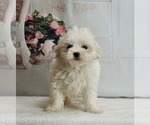 Small Photo #2 Maltese Puppy For Sale in WARSAW, IN, USA