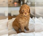 Puppy 10 Goldendoodle