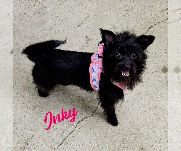 Medium Photo #2 Chihuahua-Unknown Mix Puppy For Sale in HOUSTON, TX, USA