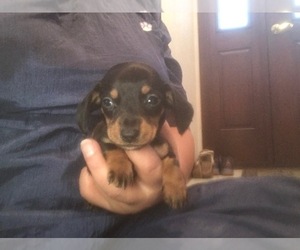 Dachshund Puppy for sale in PARKER, CO, USA