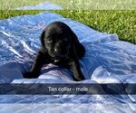 Small Photo #7 Labrador Retriever Puppy For Sale in MURRAY, IA, USA