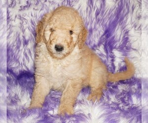 Labradoodle Puppy for sale in LA HABRA, CA, USA