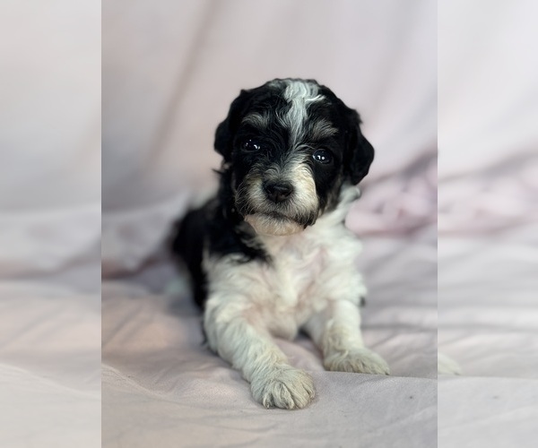 Medium Photo #10 Bernedoodle (Miniature) Puppy For Sale in LONGMONT, CO, USA