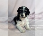 Pepper - Female Bernedoodle (Miniature) Puppy for Sale - Photo #10