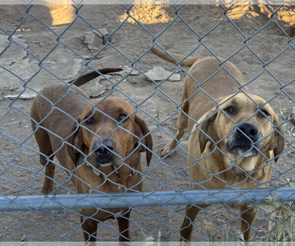 Medium Photo #3 Redbone Coonhound Puppy For Sale in Chandler, AZ, USA
