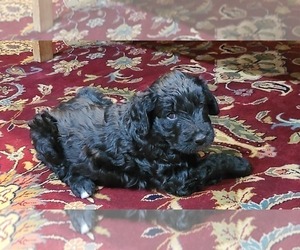 Goldendoodle Puppy for sale in TYLER, TX, USA