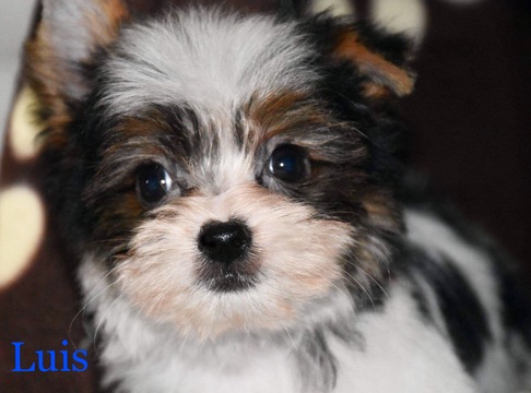 Medium Photo #1 Biewer Terrier Puppy For Sale in MARYSVILLE, WA, USA