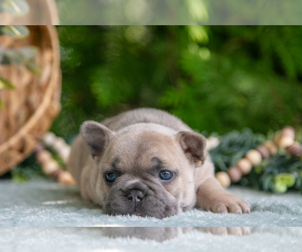Medium Photo #3 French Bulldog Puppy For Sale in NAPPANEE, IN, USA