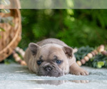 Small #2 French Bulldog
