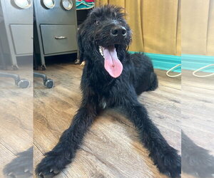 Meatball Mar 26 - Male Labradoodle Dog for Adoption - Photo #2