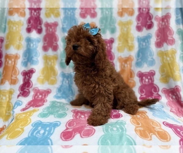 Medium Photo #8 Cavapoo (Miniature) Puppy For Sale in LAKELAND, FL, USA
