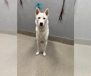 Siberian Husky-Unknown Mix Dogs for adoption in Las Vegas, NV, USA