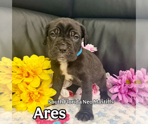 Neapolitan Mastiff Puppy for sale in MIAMI, FL, USA
