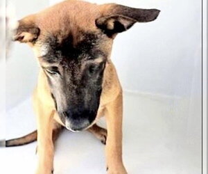 Black Mouth Cur Dogs for adoption in Houston, TX, USA