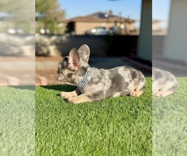 Medium Photo #7 French Bulldog Puppy For Sale in WINNSBORO, TX, USA