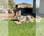 Small #6 French Bulldog