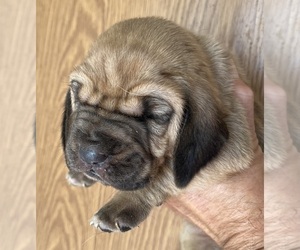 Bloodhound Puppy for sale in FORT MORGAN, CO, USA