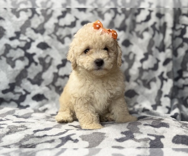 Medium Photo #1 Bichpoo Puppy For Sale in LAKELAND, FL, USA