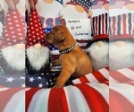 Small Photo #3 Labrador Retriever Puppy For Sale in BUFFALO, NY, USA