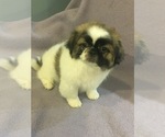 Small Photo #3 Pekingese Puppy For Sale in BROOKLYN, NY, USA