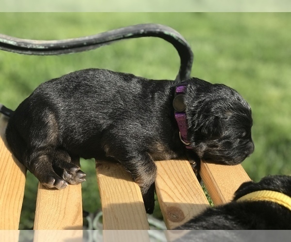 Medium Photo #1 German Shepherd Dog Puppy For Sale in ELLENSBURG, WA, USA