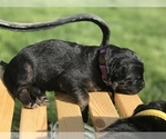 Small Photo #1 German Shepherd Dog Puppy For Sale in ELLENSBURG, WA, USA